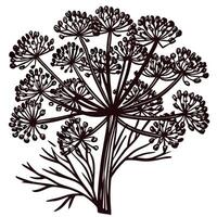 Intricate botanical of angelica plant with detailed floral patterns vector