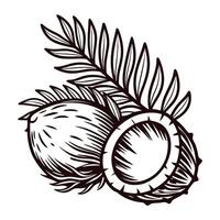 of coconuts and palm leaves in detailed monochrome design vector