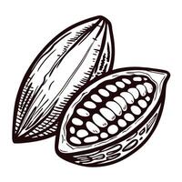 Close up of open cocoa pod with seeds vector