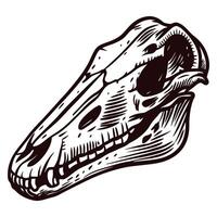 Detailed dinosaur skull with sharp teeth and hollow eye sockets in black and white vector