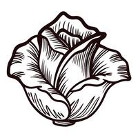 Detailed black and white of a blooming rose with intricate petal design vector