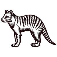 Vintage of a tasmanian tiger with distinctive stripes in profile view vector