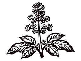 Black and white floral of a stylized flower with leaves vector