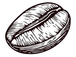 Detailed of a single coffee bean in black and white vector