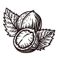 Detailed of hazelnuts with leaves in monochrome vector