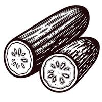 Detailed of cucumbers with cross section showing seeds vector