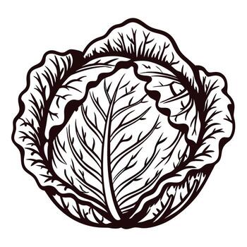 Detailed line art of cabbage with intricate leaf patterns vector