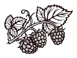 Black and white botanical of raspberry branch with leaves and berries vector