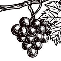 Bunch of grapes hanging from a vine with leaves in a black and white drawing vector