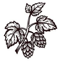 Detailed black and white of hop plant with leaves and cones vector