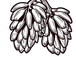Detailed black and white drawing of banana cluster with leafy accents in botanical art vector