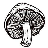 Detailed black and white mushroom sketch with cap and gills in focus vector