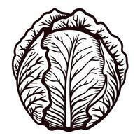 Detailed of a large cabbage with distinct leaves and texture vector