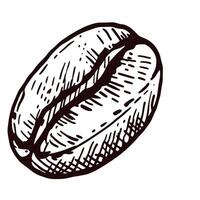Detailed of a single coffee bean on a white background vector