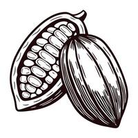 Monochrome cocoa pod with detailed seeds vector