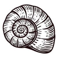Elegant spiraled seashell with detailed line art on white background vector