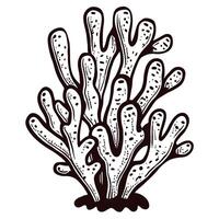 Detailed monochrome coral with textured surface patterns vector