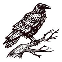 Detailed of a raven perched on a branch vector