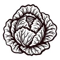 Detailed monochrome of a cabbage with intricate leaf patterns vector