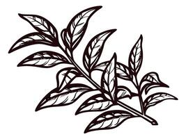 Detailed botanical of a leafy branch in black and white vector