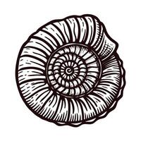 Detailed ammonite fossil showcasing spiral shell pattern and nautical design elements vector