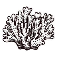 Detailed black and white drawing of coral with texture and intricate design vector