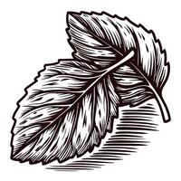 Detailed black and white of two autumn leaves with intricate shading vector