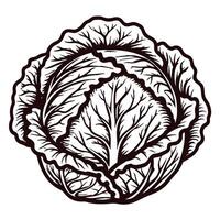 Detailed line art of a cabbage with intricate leaf patterns vector