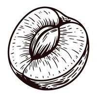 Detailed black and white of a sliced peach with pit exposed vector