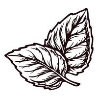 Detailed of two leafy branches with intricate veins vector