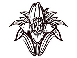 Intricate black and white banana flower with detailed leaf patterns vector