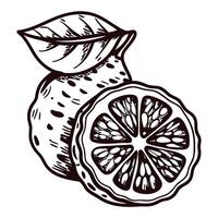 Detailed citrus fruit line art with leaf and halved lemon vector