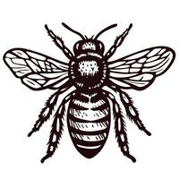 Detailed of a bee with outstretched wings in black and white design vector