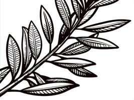 Black and white botanical of a leafy branch with detailed veins vector
