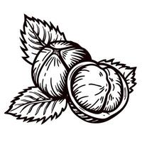 Detailed line art of hazelnuts with leaves highlighting botanical features vector