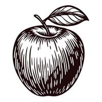 Detailed black and white sketch of an apple with leaf on a white background vector