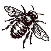 Detailed of a bee in a classic art depicting intricate wing and body patterns vector