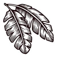 Illustrated detailed tropical banana leaf with intricate vein patterns vector