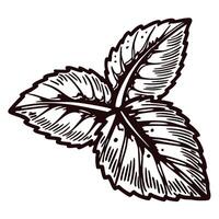 Intricate black and white botanical drawing of a mint leaf cluster with detailed veins and textures vector