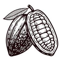 Detailed of a cocoa bean with leaf and cross section view vector