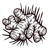 Detailed black and white of ginger root with shoots and textured skin vector