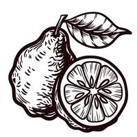 Vintage black and white of whole and sliced pear with leaf vector