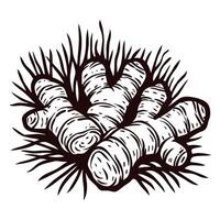 Black and white of fresh ginger root with grass elements vector