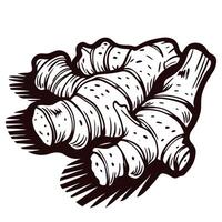 Black and white of ginger root with detailed linework vector