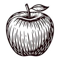 Black and white of a detailed apple with leaf in line art vector