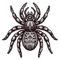 Detailed black and white spider with intricate design and patterns vector