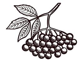 Botanical sketch of elderberry branch with leaves and berries in monochrome vector