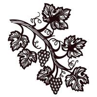 Vine branch with grapes and leaves in elegant black and white design vector