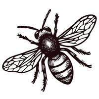 Detailed of a bee with intricate wings and body patterns in black and white vector