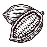 Open cocoa pod with detailed seeds and shell design in black and white vector